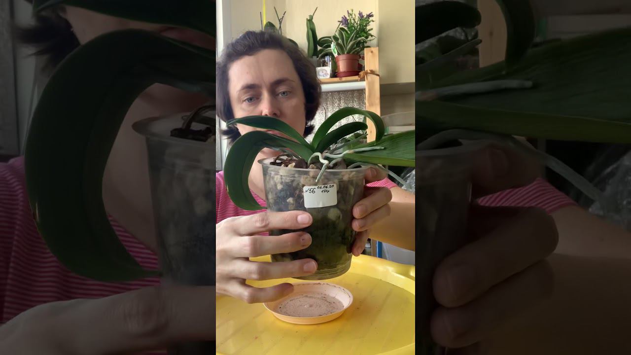 Капризуля 56