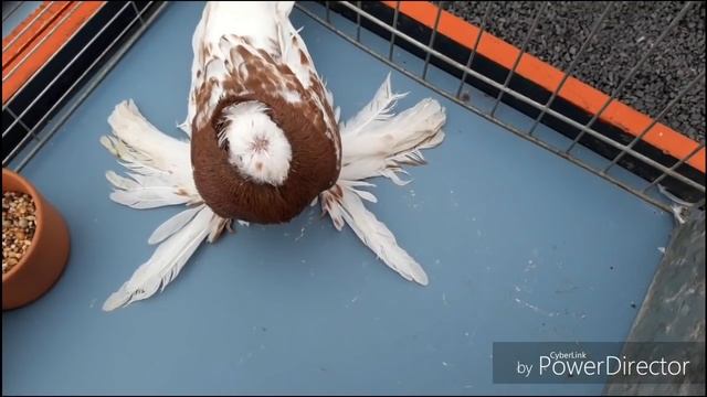 Выстовка молодых голубей 21.09.2019( Ломар Германия)Часть первоя обзор молодняка. смотреть онлайн