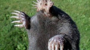 Топ 10 самых необычных животных в мире