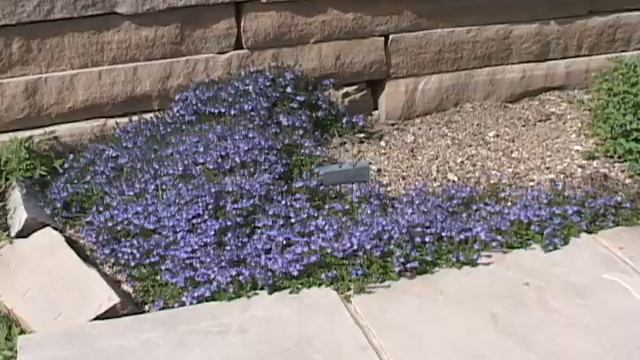 Crystal Rivers Veronica смотреть онлайн