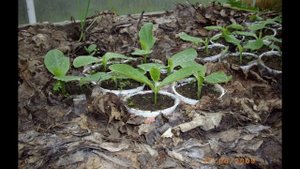 Компостные обручи и дерновая земля