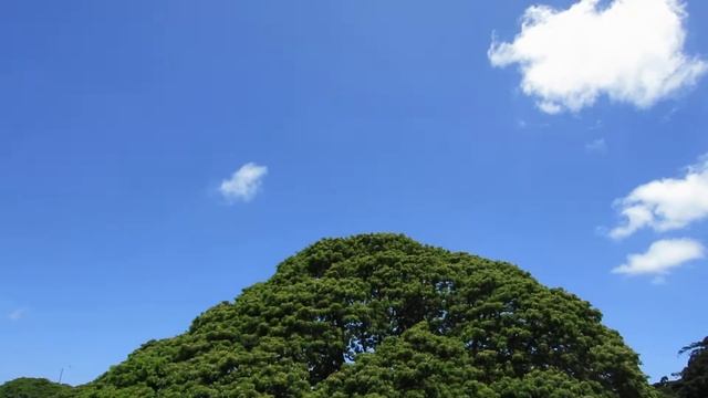 Canon PowerShot S100 でハワイ モアナルア・ガーデンパークのHITACHI tree смотреть онлайн