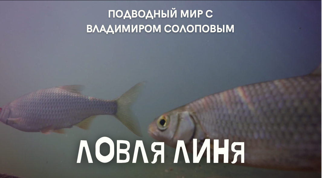 Ловля линя днем \ Подводный мир с Владимиром Солоповым