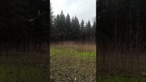 Аппараты родник Химки Новогорск Ивановская 12 , прогулка у дома 🥰🤗🐕 эко недвижимость