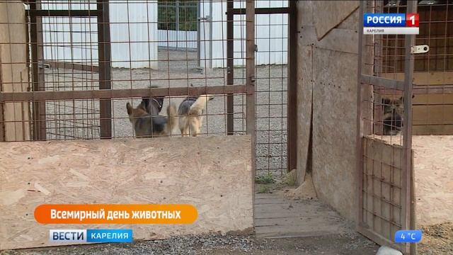 Всемирный день защиты животных смотреть онлайн