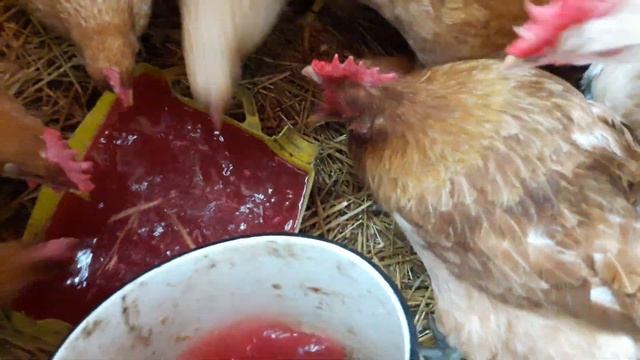 Нет Яйца, Что делать Зажирели куры смотреть онлайн