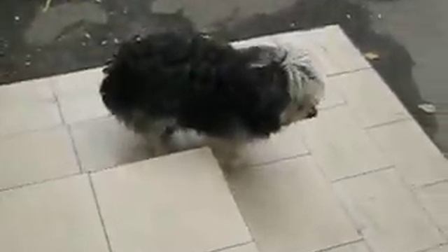 Собака потягивается смотреть онлайн