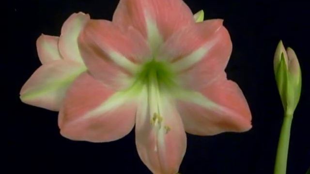 Amaryllis Bulb Hippeastrum Pink Diamond смотреть онлайн