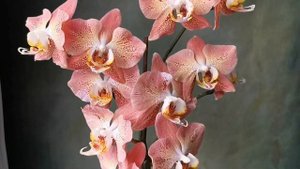 Phal. Leco Fantastic - фаленопсис Леко Фантастик в домашнем цветении