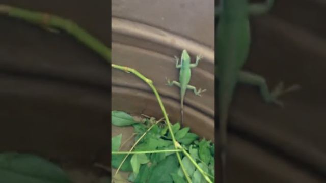 Lizard escape:bucket:Test subject 1