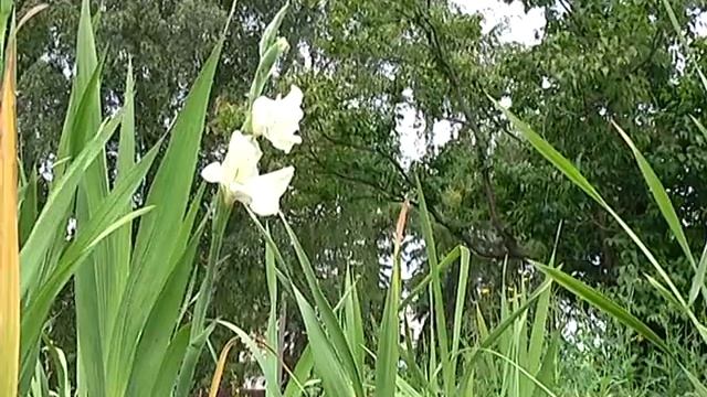 Зелёный участок  Подкормка гладиолусов от 24 07 2014 смотреть онлайн