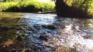 Звуки  Природы - Певчий Дрозд - Журчание Воды