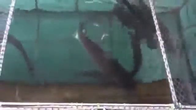 РЫБКИ УГРИ ПЛАВАЮТ В АКВАРИУМЕ смотреть онлайн