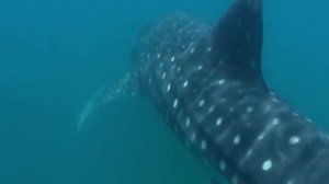 5 самых больших и самых маленьких животных