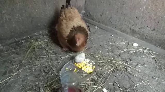 Курица и цыпленок ? смотреть онлайн