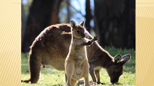 История  кенгуру