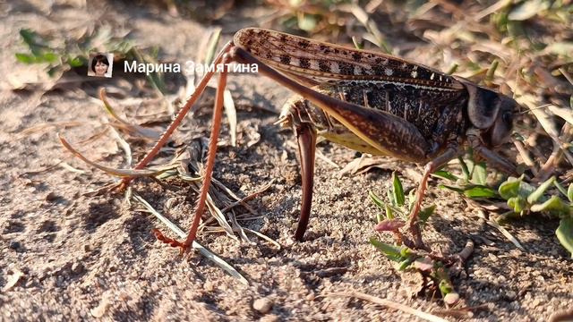 Самка кузнечика откладывает яйца в верхний слой почвы.