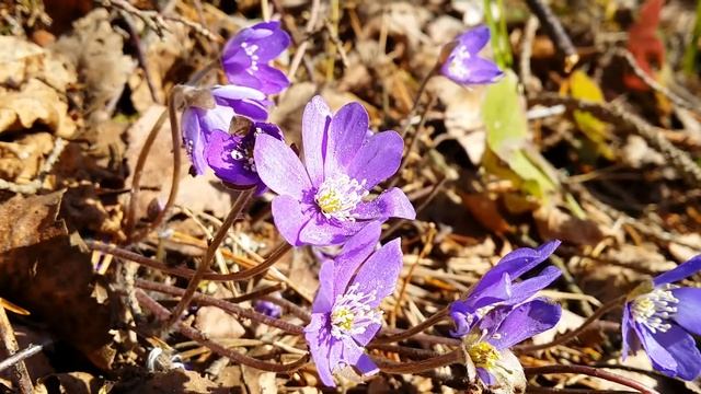 Hepatica nobilis in the wind смотреть онлайн