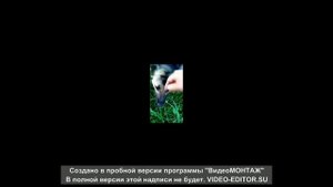 28) Жизнь Овчарки по Кличке Верба с 2019 г. по 2021 г.