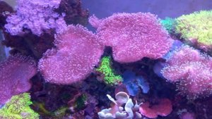 Морской аквариум - 1,5 года