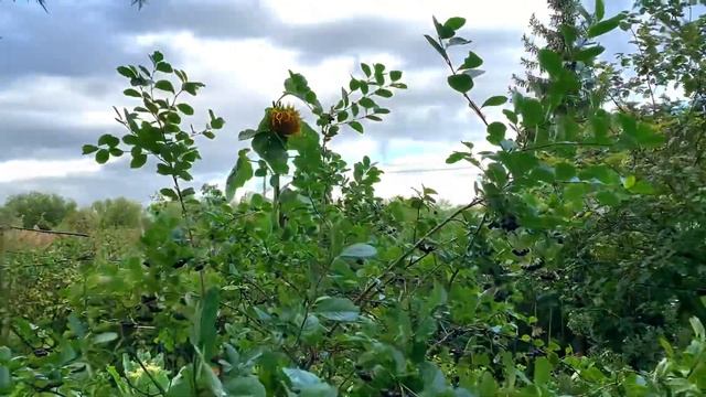 VLOG: Накопали корень хрена / Гортензия окрасилась / Что-то со сливами… смотреть онлайн