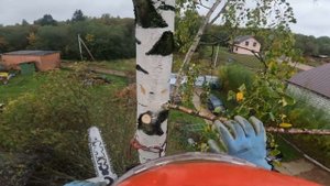 Спил березы по частям (Арборист)