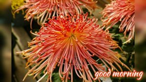 Spider Chrysanthemums Beautiful Good morning status | #spiderchrysanthemums #beautifulstatusarena