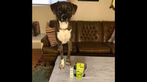 Собака обиделась на хозяйку за визит к ветеринару.