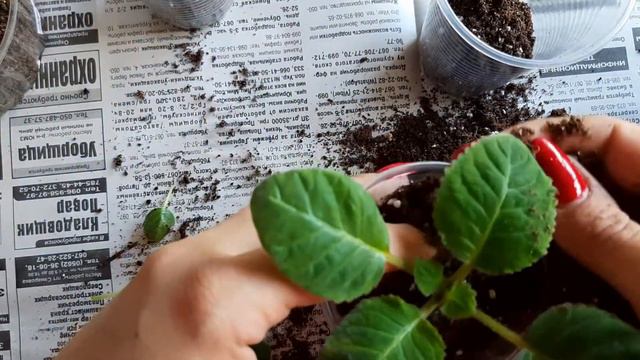 Перевалка сеянца глоксинии смотреть онлайн