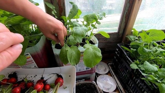 Огород на балконе... сбор урожая РедискИ...май 2022