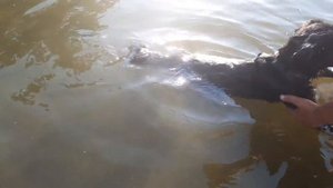 Купание собаки на реке. Собачка плавает в воде.