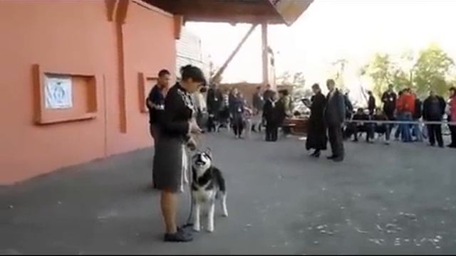 МОНОПОРОДНАЯ ВЫСТАВКА СЕС - ХАСКИ смотреть онлайн