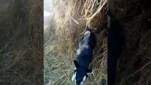 Бизнес план для начинающего фермера, козоводство.
