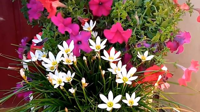 С днем рождения, любимый!!! ❤️ смотреть онлайн