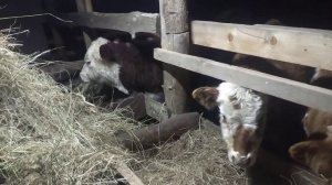 простой но надёжный откорм бычков ...