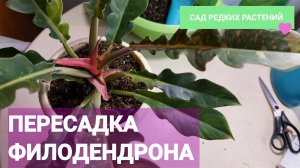 Пересадка филодендрона  "кольцо огня" Philodendron Ring of Fire. Грунт, полив, уход.