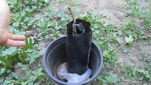 Летняя посадка яблонь - мой опыт