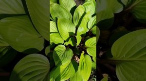 хоста ФЕСТ БЛАШ #хосты #хостомания #новинкихост