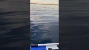 Сахалин, Татарский пролив. Ловим Тунца а клюёт Треска.