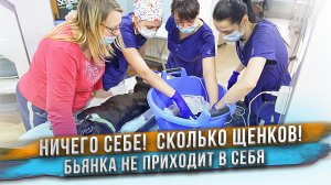 Щенки родились! Их много! Мама Бьянка не просыпается :-|