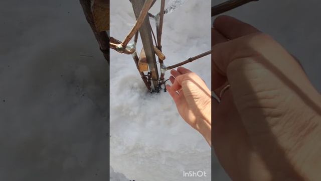 Не повторяйте мою ошибку 🤦. Разлом гортензии. смотреть онлайн