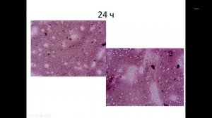 Приготовление микропрепаратов и микроскопия