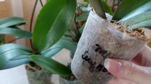 Подростки орхидеи Фаленопсис. Уход от посылки до пересадки.