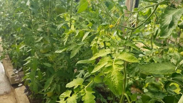 Подкормка Томатов в Июле смотреть онлайн