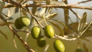 ПАЛЕСТИНА 2010 г. М. ЛЕРМОНТОВ.  "Скажи мне, ветка Палестины"  Где ты росла, где ты цвела ?