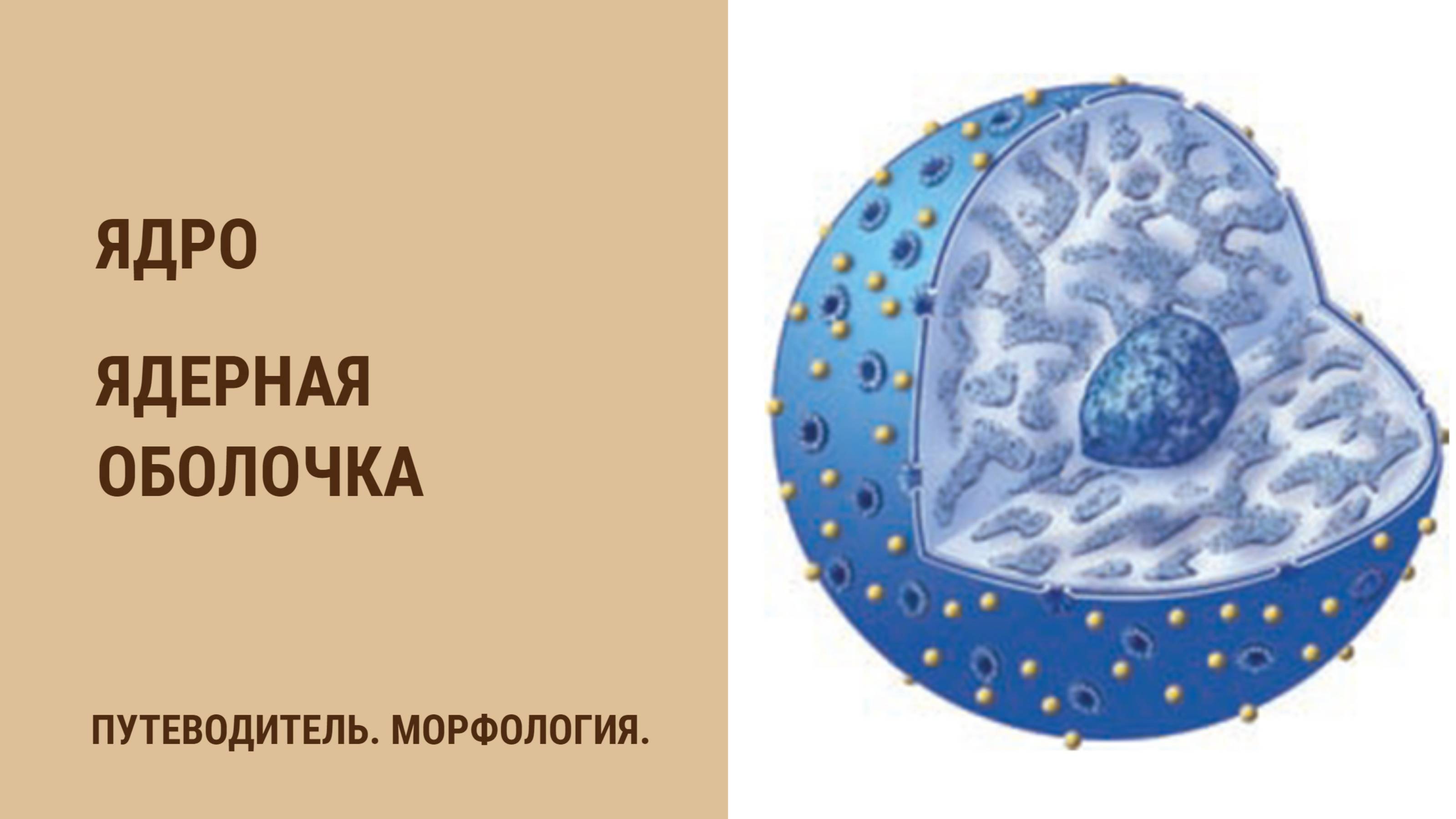 Ядро. Ядерная оболочка.