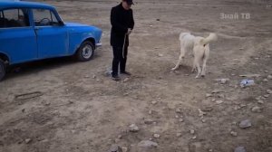 АЛАБАЙ В ДЕЛЕ!