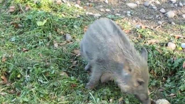 Junge Wildschweine im Wildpark Landsberg am Lech Canon Powershot SX 120 IS смотреть онлайн