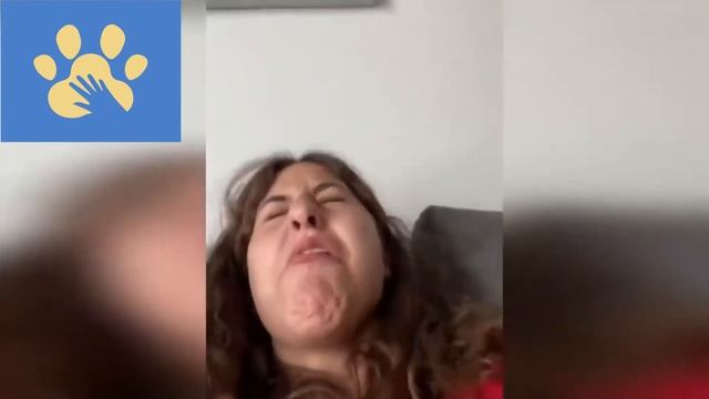 Самые Смешные Собачки И Котики | Юмор Для Поднятия Настроения