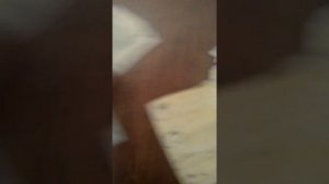 Ужасный волк против смилодона